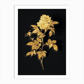 Vintage White Anjou Roses Botanical in Gold on Black Art Print