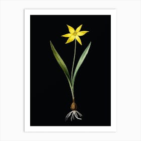 Vintage Tulipa Celsiana Botanical Illustration on Solid Black n.0579 Art Print