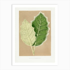 Vintage Botanical _2643237 Art Print