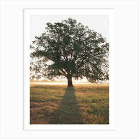 Large Oak Tree Art Print