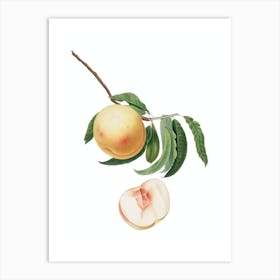Vintage Duracina Peach Botanical Illustration on Pure White n.0219 Art Print