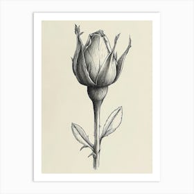 English Rose Blooming Line Drawing 3 Art Print
