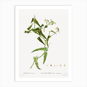 Smilax, Pierre Joseph Redoute Art Print