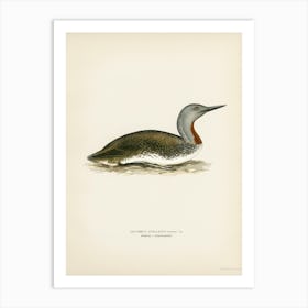 Red Throated Loon, The Von Wright Brothers Art Print