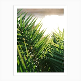 Sun shines through Palm leaves // Ibiza Nature & Travel Photography Art Print