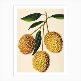 Durian 1 Watercolour Fruit Painting Fruit Art Print