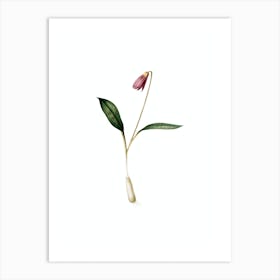 Vintage Erythronium Botanical Illustration on Pure White n.0071 Art Print