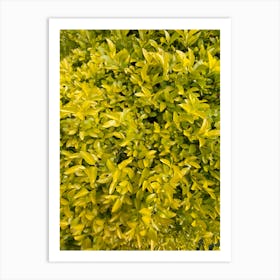 Yellow Hedge Art Print