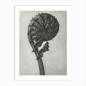 German Ostrich Fern Frond (1928) , Karl Blossfeldt Art Print