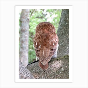 Owl In Tree Rear View Backside Countryside  Art Print
