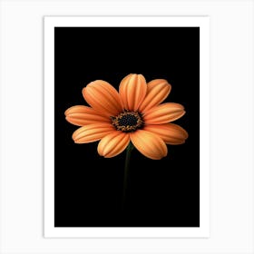 Orange Flower 9 Art Print