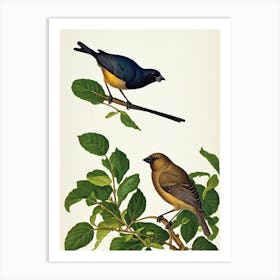 Cowbird James Audubon Vintage Style Bird Art Print