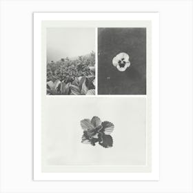 Pansy Flower Photo Collage 3 Art Print