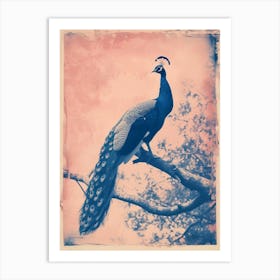 Peacock In The Tree Cyanotype Inspired 7 Art Print