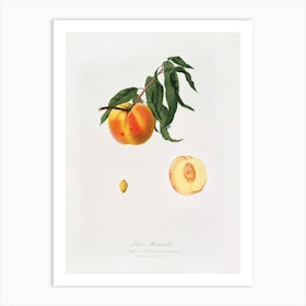 Peach (Prunus Persica) From Pomona Italiana (1817 1839), Giorgio Gallesio 2 Art Print