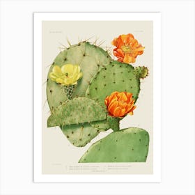 Vintage Cactus Art Print