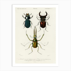 Different Types Of Beetles, Charles Dessalines D'Orbigny 7 Art Print