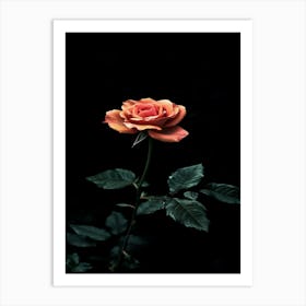 Dark Rose 135 Art Print