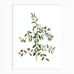 Vintage Goji Berry Branch Botanical Illustration on Pure White n.0604 Art Print