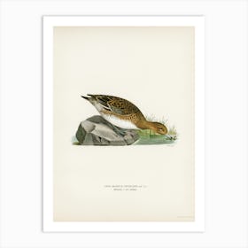 Eurasian Wigeon Female, The Von Wright Brothers Art Print