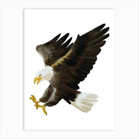 Bald Eagle Art Print