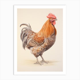 Vintage Bird Drawing Rooster 2 Art Print