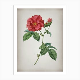 Vintage Apothecary Rose Botanical on Parchment n.0936 Art Print