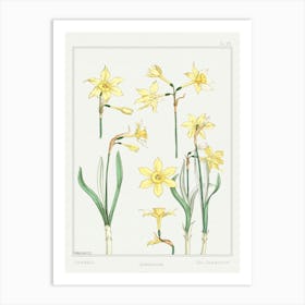 Jonquil Or Jonquil From The Plant And Its Ornamental Applications (1896), Maurice Pillard Verneuil Art Print