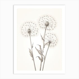 Dandelions Flower Vintage Botanical 2 Art Print