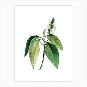 Vintage Malabar Nut Botanical Illustration on Pure White n.0647 Art Print