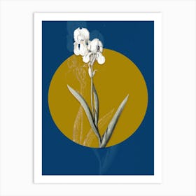 Vintage Botanical Tall Bearded Iris on Circle Yellow on Blue Art Print
