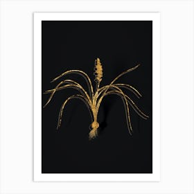 Vintage Lachenalia Angustifolia Botanical in Gold on Black n.0522 Art Print