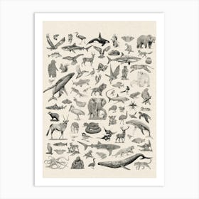 Wildlife of the World Illustrated Animals Print Art Print