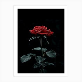 Dark Rose 120 Art Print