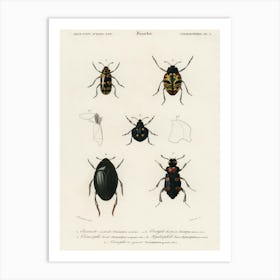 Different Types Of Beetles, Charles Dessalines D'Orbigny 2 Art Print