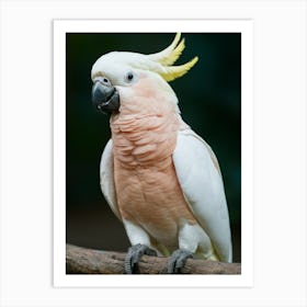 Cockatoo Bird Art Print