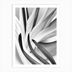 Bird Of Paradise B&W Pencil 4 Flower Art Print