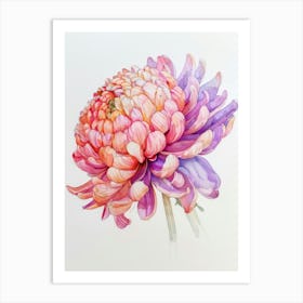 Chrysanthemum 5 Art Print