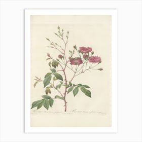 Rose Illustration, Pierre Joseph Redoute, Pierre Joseph Redoute(128) Art Print