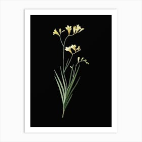 Vintage Freesia Botanical Illustration on Solid Black n.0301 Art Print