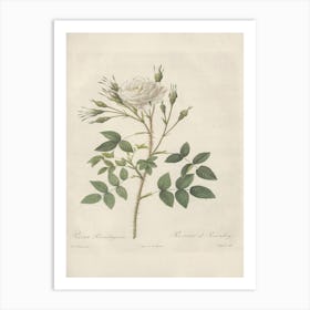 Rose Illustration, Pierre Joseph Redoute (36) Art Print