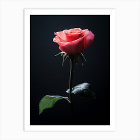 Single Rose On Black Background 56 Art Print