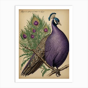 Peacock 2 Art Print