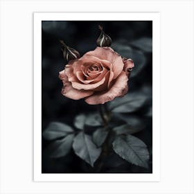 Dark Rose 85 Art Print