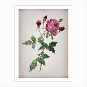 Vintage Provence Rose Botanical on Parchment n.0779 Art Print