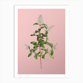 Vintage Wild Privet Botanical on Soft Pink Art Print