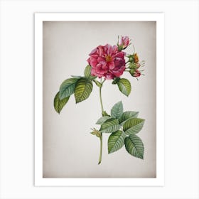 Vintage Pink Francfort Rose Botanical on Parchment n.0318 Art Print
