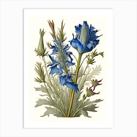 Chicory Herb Vintage Botanical Art Print