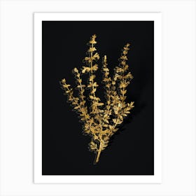 Vintage Cat Thyme Plant Botanical in Gold on Black n.0371 Art Print