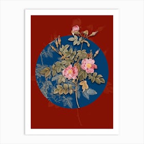 Vintage Botanical Pink Rosebush Bloom on Circle Blue on Red n.0305 Art Print